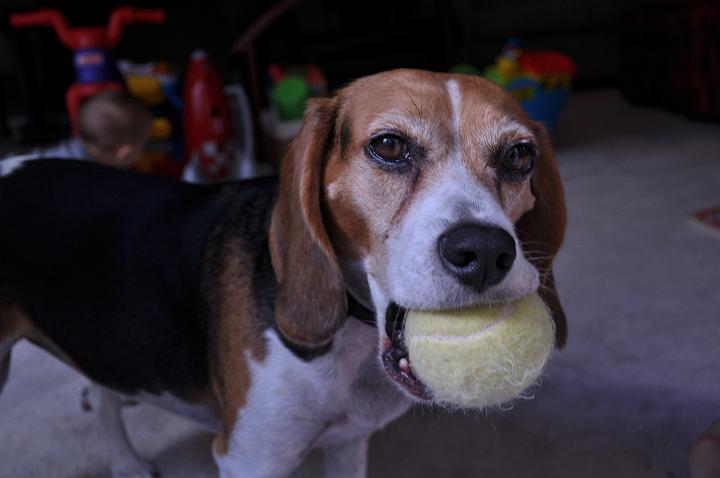 Bailey wanting to play ball