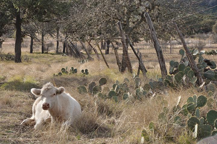 Cow on the ranch