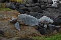 Turtles near the beach house