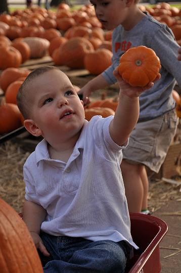 Downsized Image [PumpkinPatch-02.JPG - 4631kB]