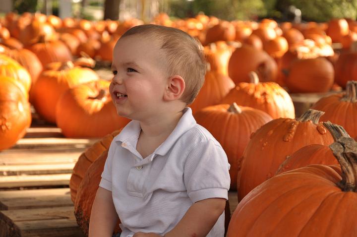 Downsized Image [PumpkinPatch-06.JPG - 4003kB]