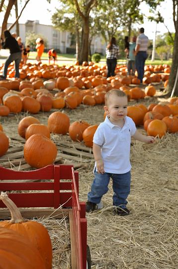 Downsized Image [PumpkinPatch-26.jpg - 5440kB]