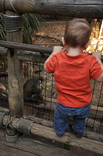 Jackson checking out the monkeys