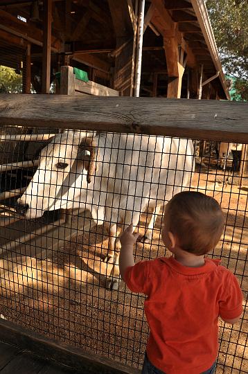 Jackson & the cow