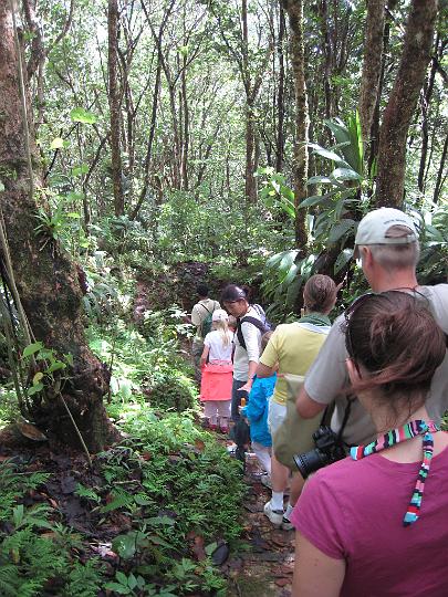 Enbas Saut Rainforest Hike