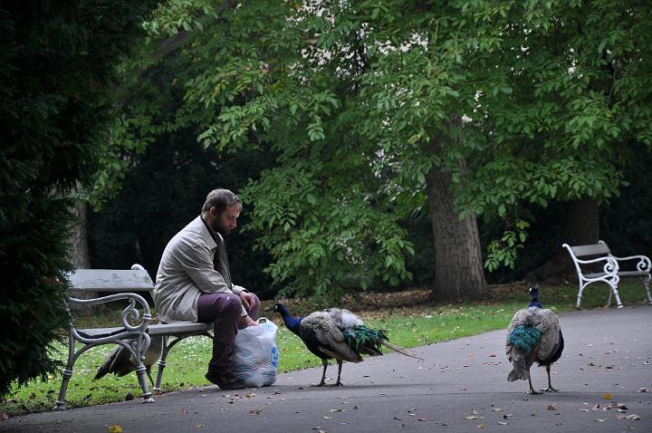 Peacocks