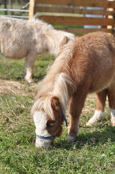 Miniature Horses