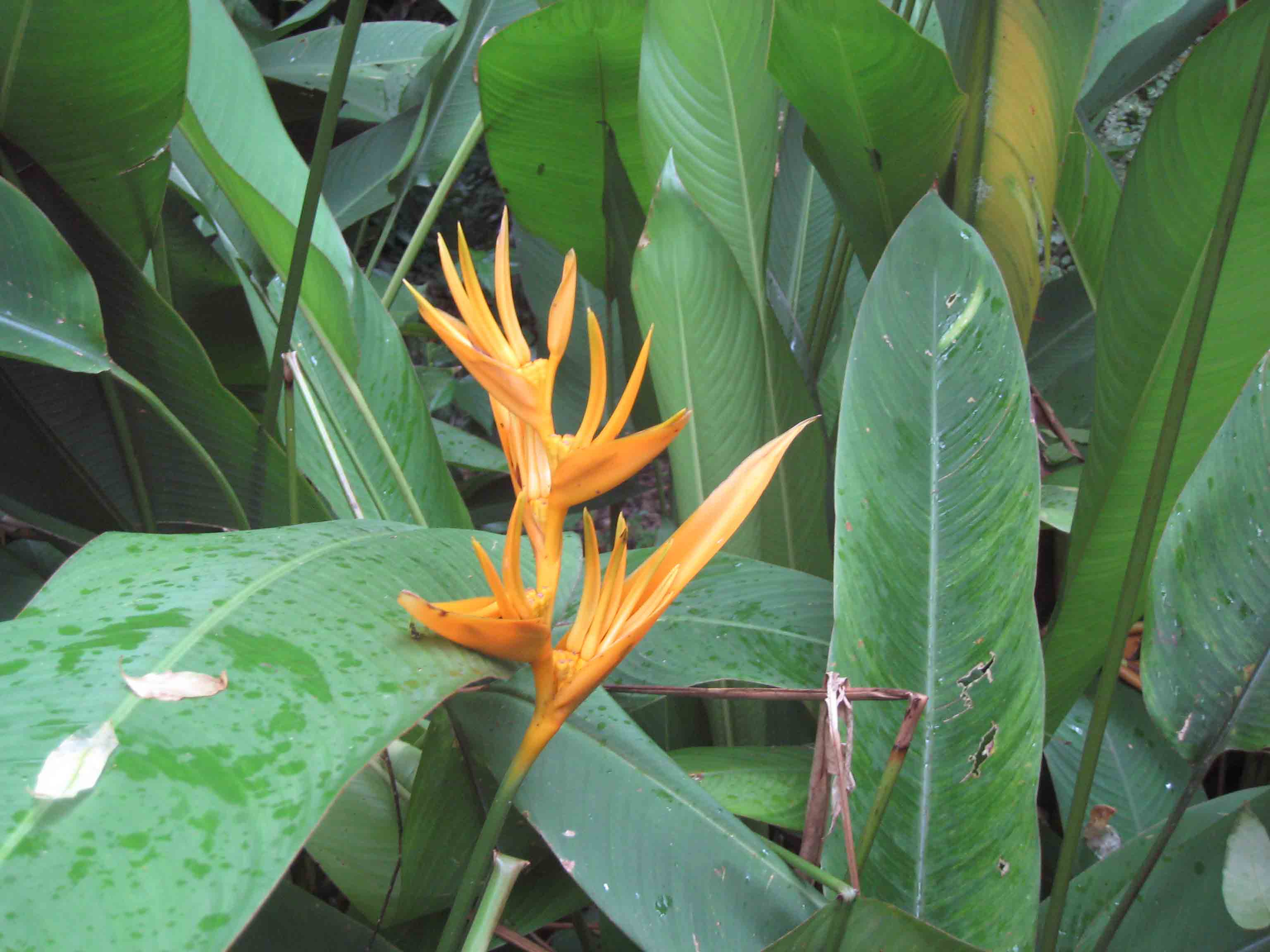 Bird of Paradise Flower